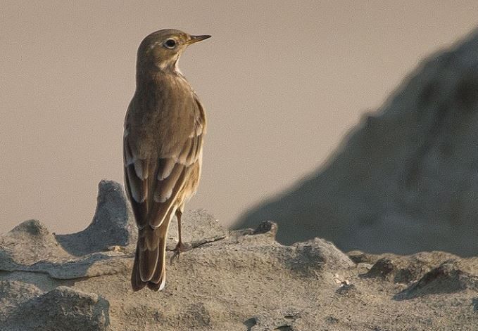 American pipit